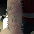 三年前扎的手臂前侧，14G穿孔套管针 #穿刺 #playpiercing