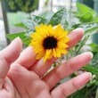 我的向日葵开花了🌻 可这也太袖珍了吧😂