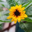 我的向日葵开花了🌻 可这也太袖珍了吧😂