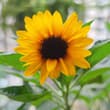 我的向日葵开花了🌻 可这也太袖珍了吧😂