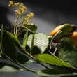 The "Glass Flowers" is a Harvard collection constructed by father and son Leopo…
