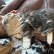 小粘人精🐈‍⬛
