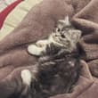 小粘人精🐈‍⬛