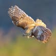 Little owl: Look at that expression