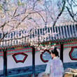颐和园山桃花已盛开