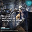 In the 1980s, just 300 white-headed langurs remained. Today, there are more tha…