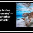 Just like vertebrates, cephalopods — such as octopuses and squid — have elabora…