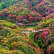 漫山杜鹃