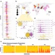 Indigenous Peruvian Andean populations have among the highest-known copy number…