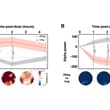 A study in Nature Communications tracks the induced anatomical and functional b…