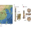 Enamel proteins from the teeth of six Homo erectus individuals that lived in Ch…