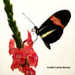 Butterflies in the Heliconius genus have evolved lifespans three times longer t…