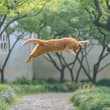 信仰之跃