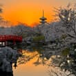 大美中國🇨🇳武漢東湖櫻花園