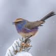 White-browed Tit-Warbler