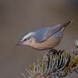 Chinese Nuthatch