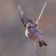 Red-browed finch (male)