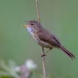 Marsh Grassbird