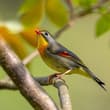 Red-billed Leiothrix