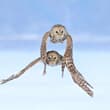 Twin Shadows Amid the Cold: Ural Owls