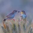 Never Forget the Grace of Nurture: Zitting Cisticolas