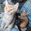 A friend found these kittens behind a Bay Area gas station. They are tame, vacc…