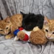 A friend found these kittens behind a Bay Area gas station. They are tame, vacc…