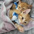 A friend found these kittens behind a Bay Area gas station. They are tame, vacc…