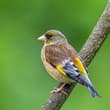 Goldfinch