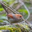 Vinous-throated Parrotbill