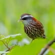 Streak-breasted Scimitar Babbler