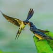 Swallows Feeding Chicks Amid Lotus Ponds – A Pond Full of Warm Tenderness