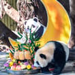 Giant panda cub Wang Shu celebrated her first birthday at Chongqing Zoo on Sund…