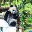 Giant panda cub Wang Shu celebrated her first birthday at Chongqing Zoo on Sund…
