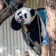 Giant panda cub Wang Shu celebrated her first birthday at Chongqing Zoo on Sund…