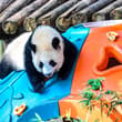 Giant panda cub Wang Shu celebrated her first birthday at Chongqing Zoo on Sund…