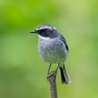 Grey Wheatear