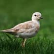 Oriental Plover