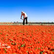 Harvested from over 1,330 hectares of fields, goji berries, also known as wolfb…