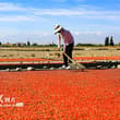 Harvested from over 1,330 hectares of fields, goji berries, also known as wolfb…