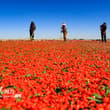 Harvested from over 1,330 hectares of fields, goji berries, also known as wolfb…