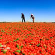 Harvested from over 1,330 hectares of fields, goji berries, also known as wolfb…