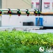 Cherry tomatoes yield a bumper harvest inside smart greenhouses in Baiyun Distr…