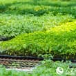 Cherry tomatoes yield a bumper harvest inside smart greenhouses in Baiyun Distr…