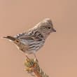 Pink-browed Rosefinch (female)