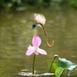 Lotus Pond Frolics