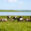 China, home to the world's largest grassland area, has stepped up efforts to pr…