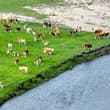 China, home to the world's largest grassland area, has stepped up efforts to pr…