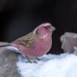 White-browed Rosefinch