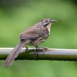 Mao’s Grass Babbler